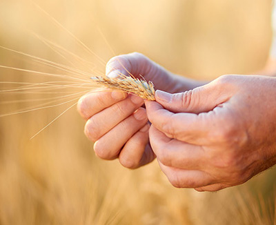 Bauer prüft Weizenähre – bei einer Zöliakie reagiert das Immunsystem auf Gluten aus Getreide