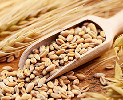 FODMAP: Getreide enthält Oligosaccharide