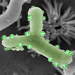 Bakterium mit Minuszeichen